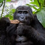 what to consider while going for a gorilla trip